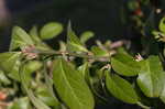 Climbing euonymus